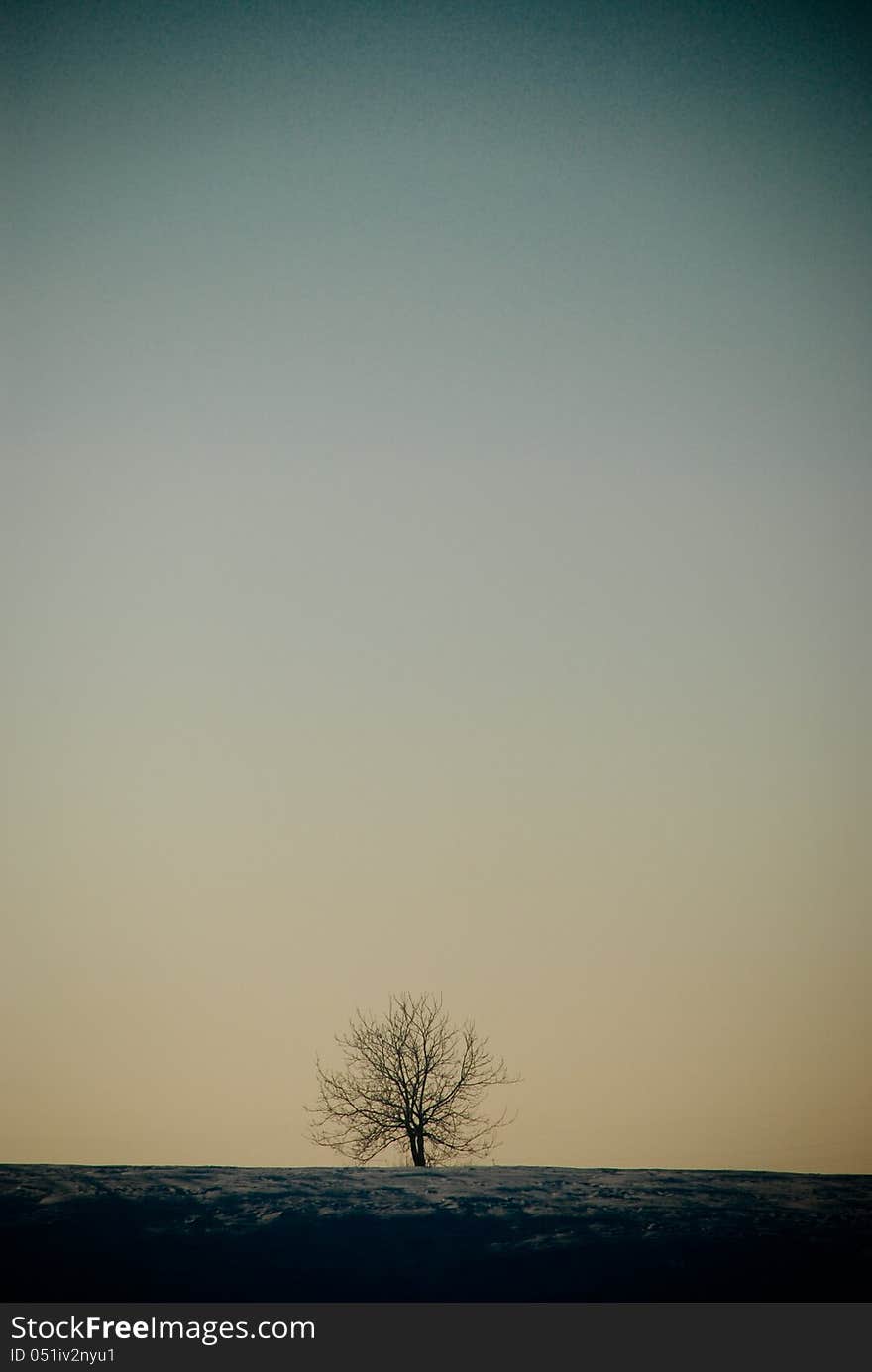 An single tree during the winter season. An single tree during the winter season