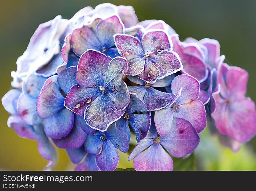 Hydrangea