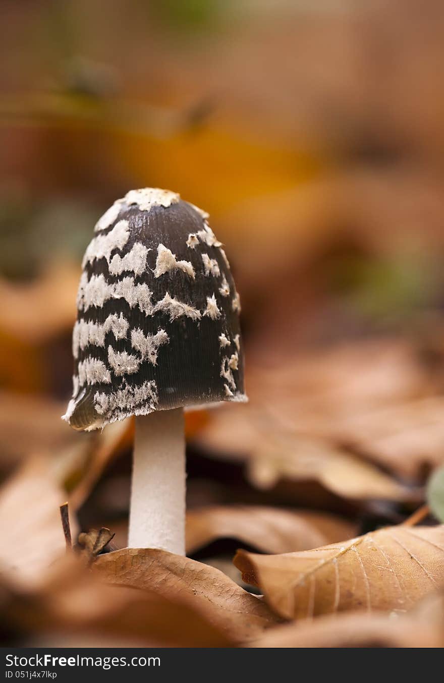 Small spotted mushroom in the Autumn wood