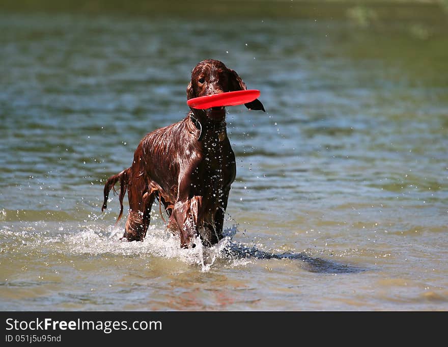 Young Irish Setter bringing a frisbee. Young Irish Setter bringing a frisbee