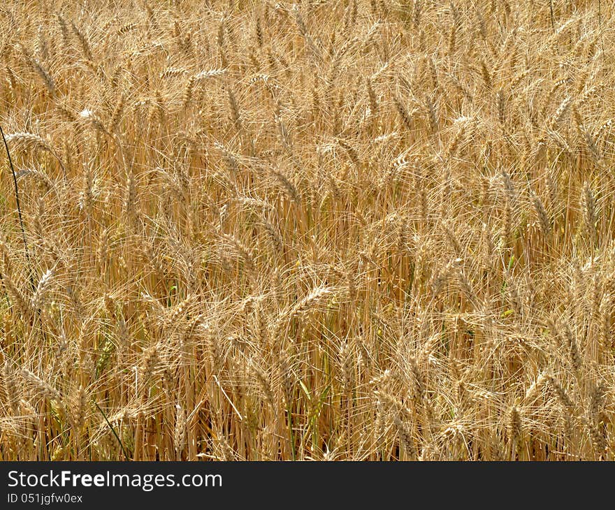 Wheat field