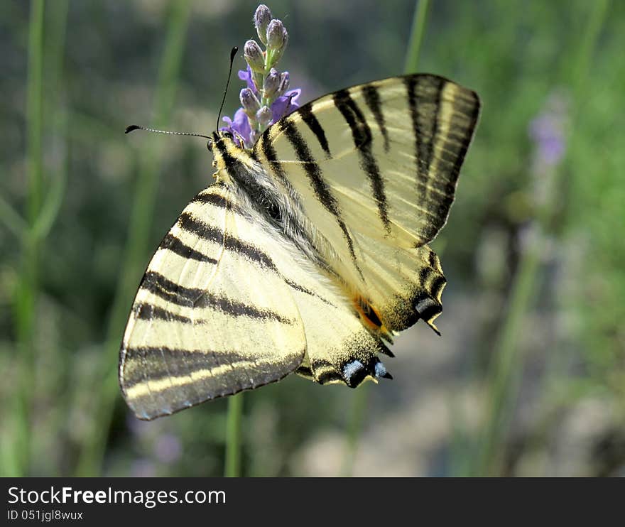 Butterfly on a flower