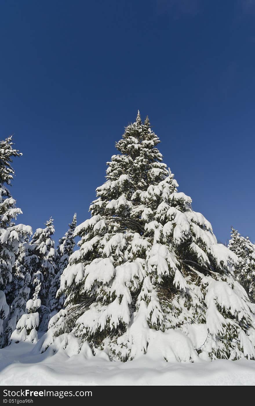 Closeup of Christmas Tree Covered with Snow