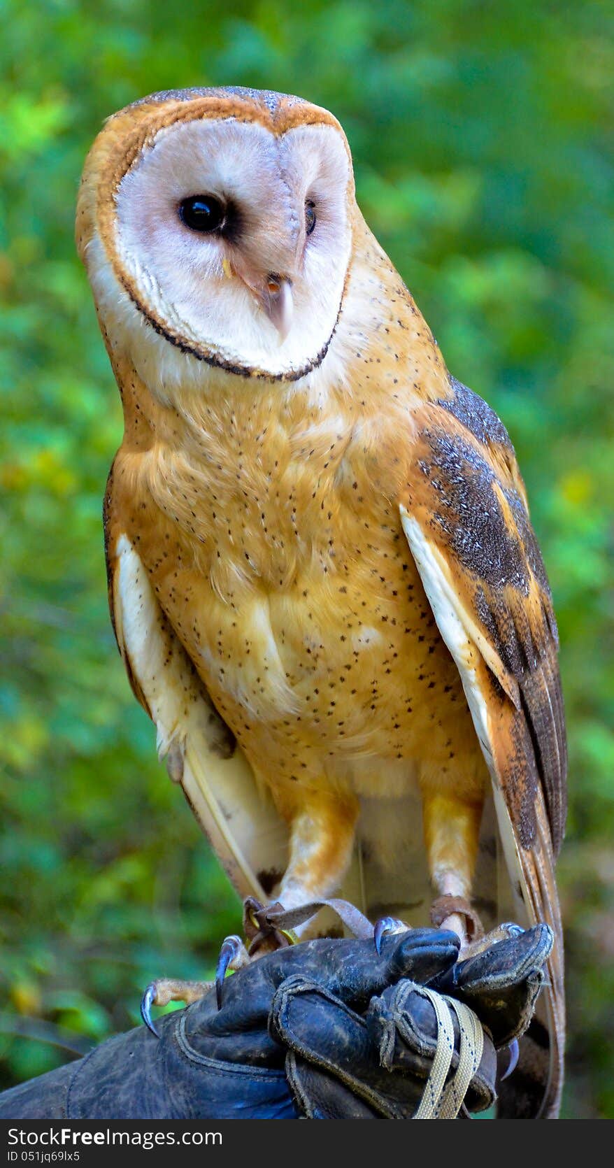 Colorful Barn Owl