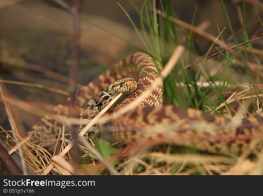 A well camouflaged Bull-snake in the grass. A well camouflaged Bull-snake in the grass.