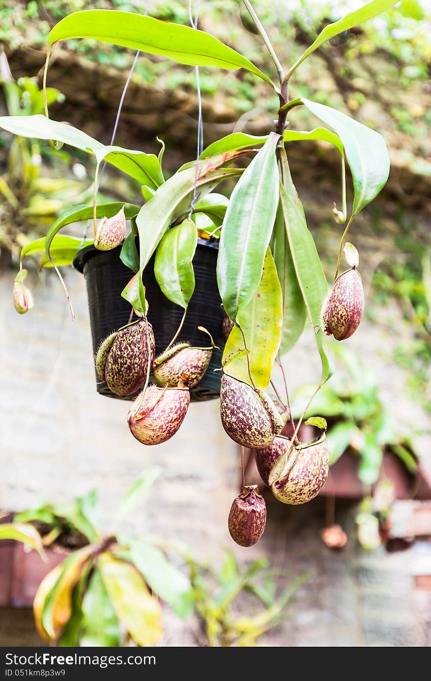 Tropical pitcher plants or monkey cups, botanic garden, Phuket, Thailand