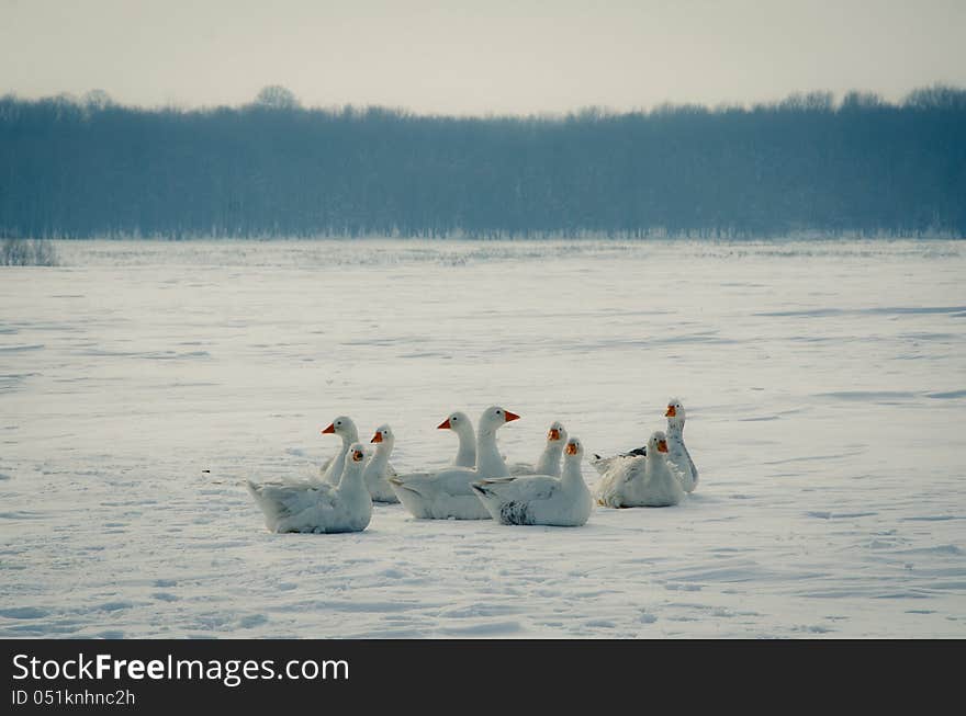 Gaggle