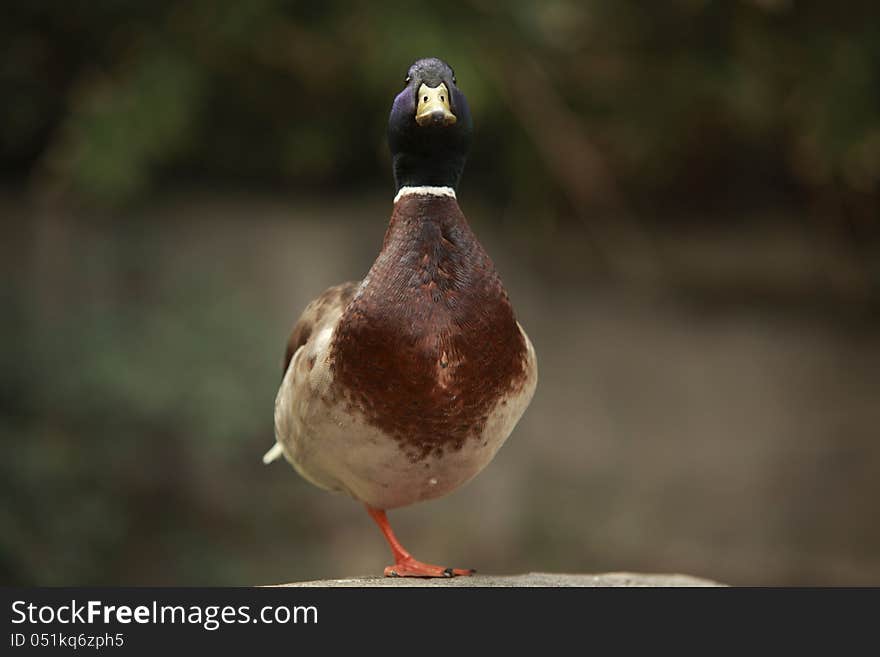 Curious colorful duck standing on one leg. Curious colorful duck standing on one leg