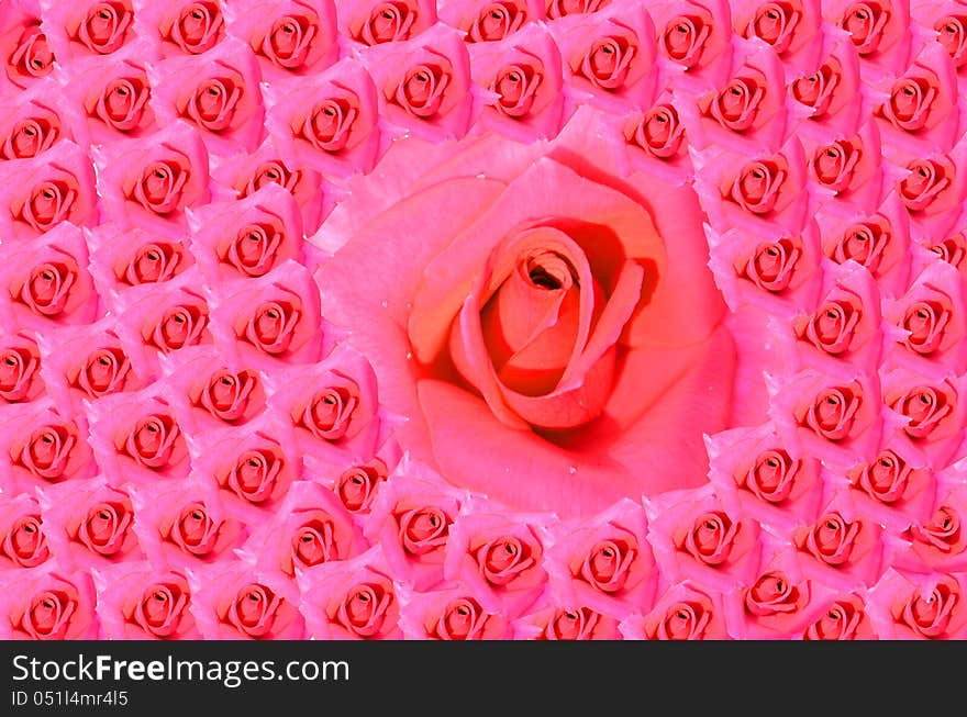 Pink rose bud buds on a white background. Pink rose bud buds on a white background