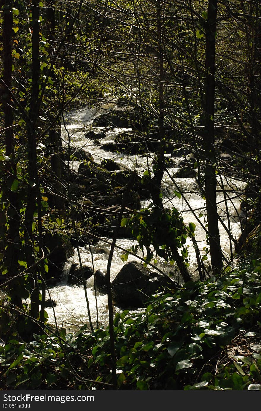 The wavy river flowing through the forest. The wavy river flowing through the forest