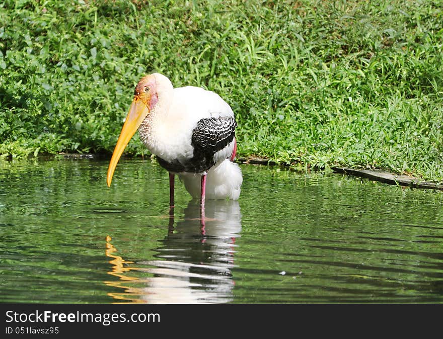 Painted stork in pond water. Painted stork in pond water