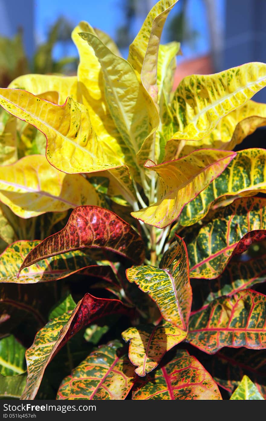 Brightly multicolored leaves of croton plant. Codiaeum variegatum or variegated croton. Brightly multicolored leaves of croton plant. Codiaeum variegatum or variegated croton