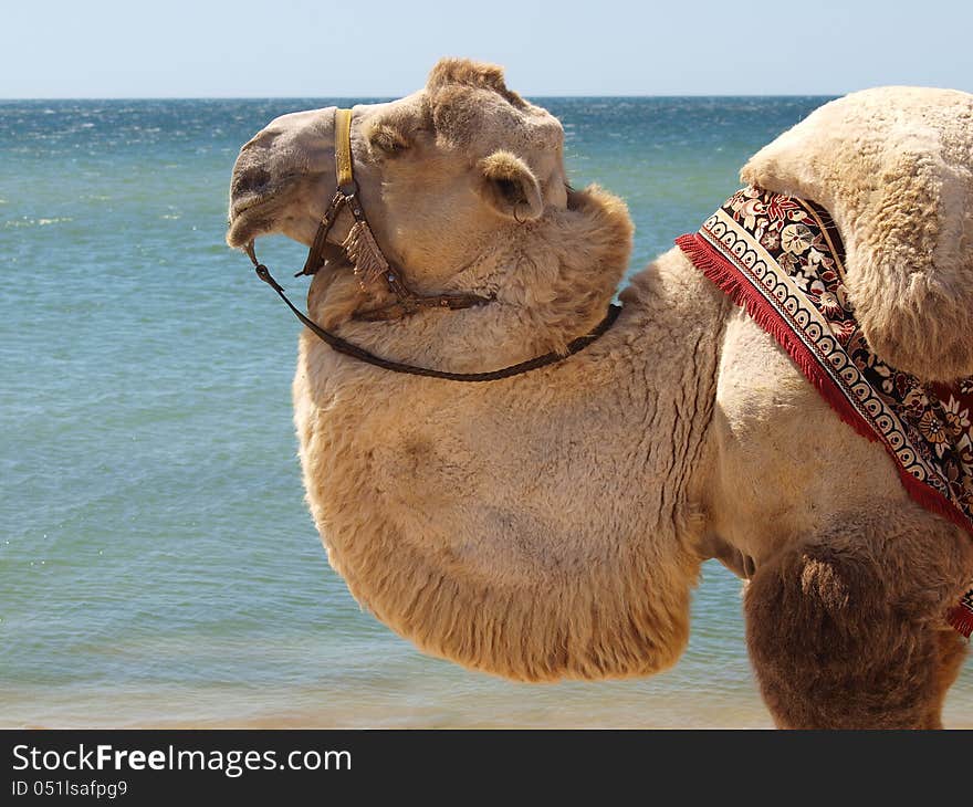 Camel head close against the sea and blue sky