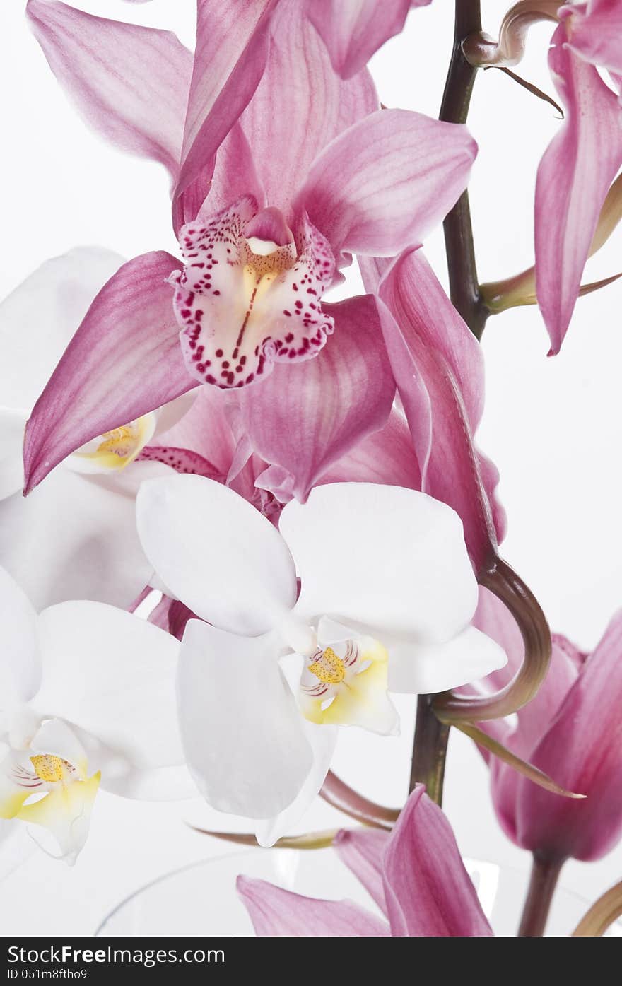 Beautiful pink and white orchids isolated over white background. Beautiful pink and white orchids isolated over white background