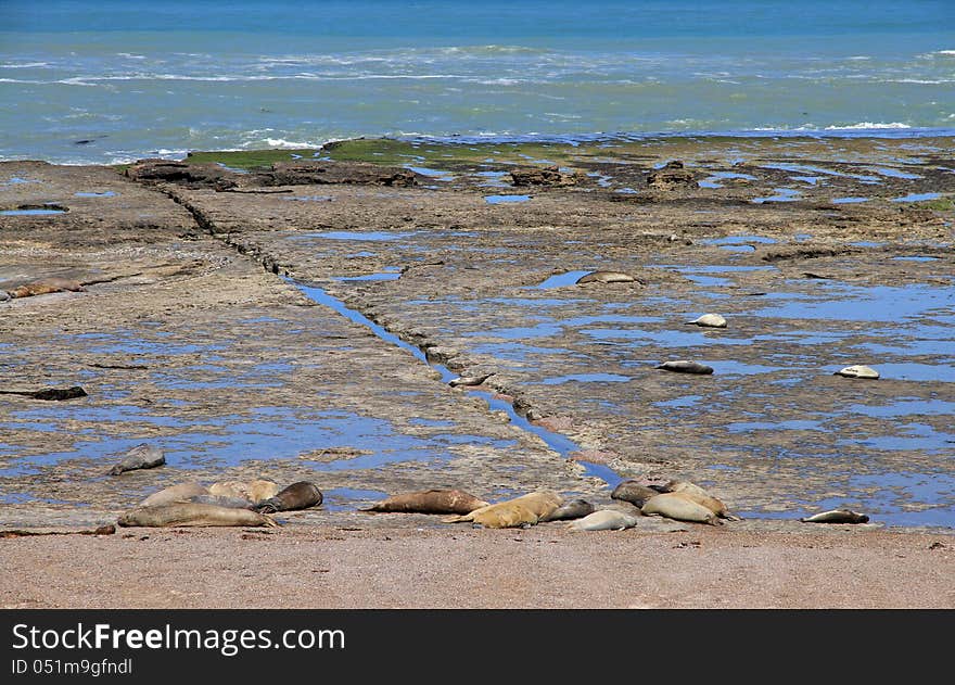 Sleeping Sea Lions On The Atlantic Coast. Fauna Of Argentina.