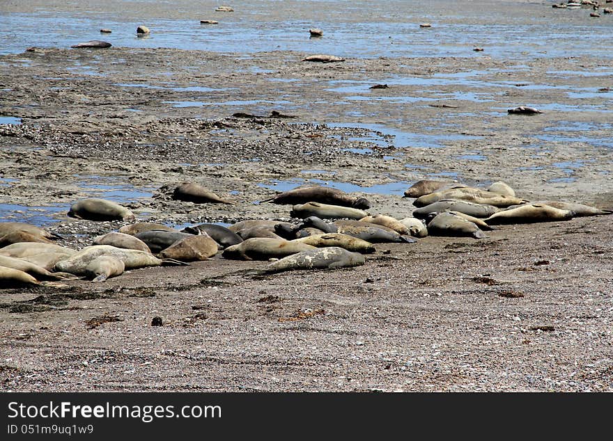 Colony of sea elephants in wild on the coast of the Atlantic Ocean in South America. Travel across Argentina. Colony of sea elephants in wild on the coast of the Atlantic Ocean in South America. Travel across Argentina.