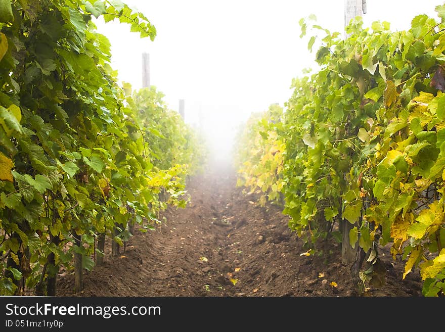 Vine-arbour with grapes in bright fog. Vine-arbour with grapes in bright fog.