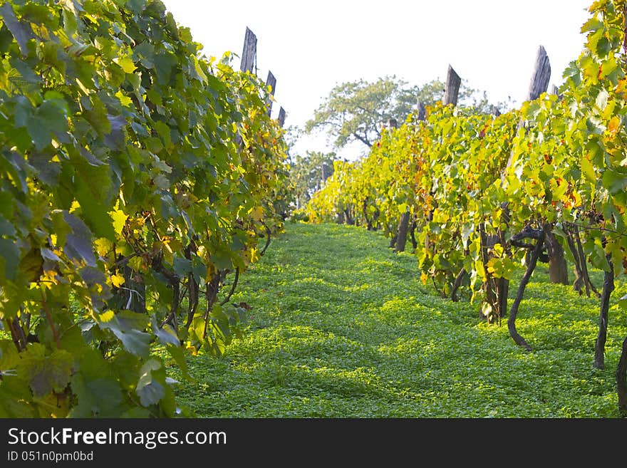 Vine-arbour in late summer on a sunny day.