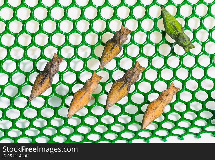 Pupae of lime butterfly