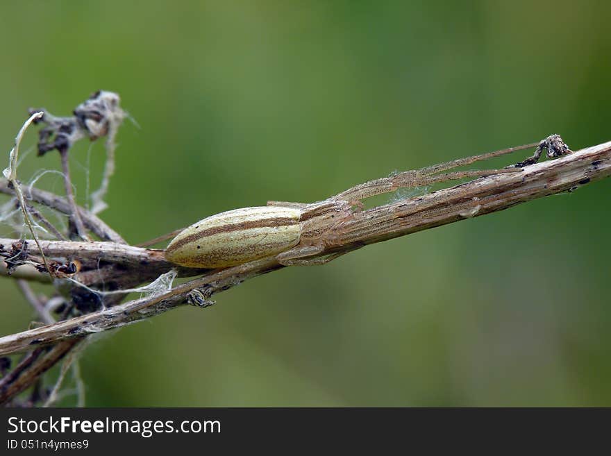 Slender crab spider