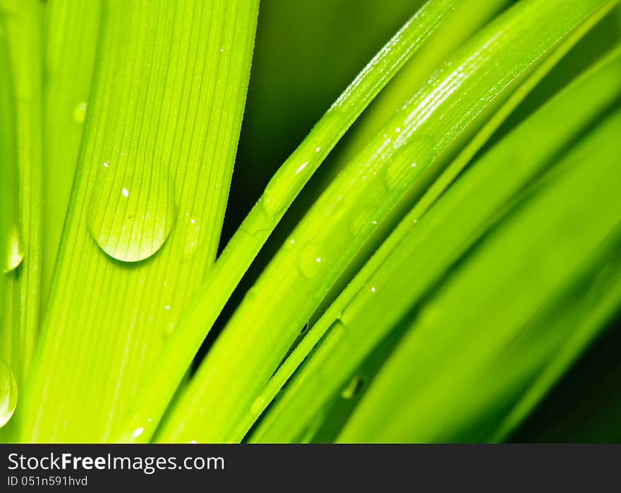 Water drops on fresh green leaves