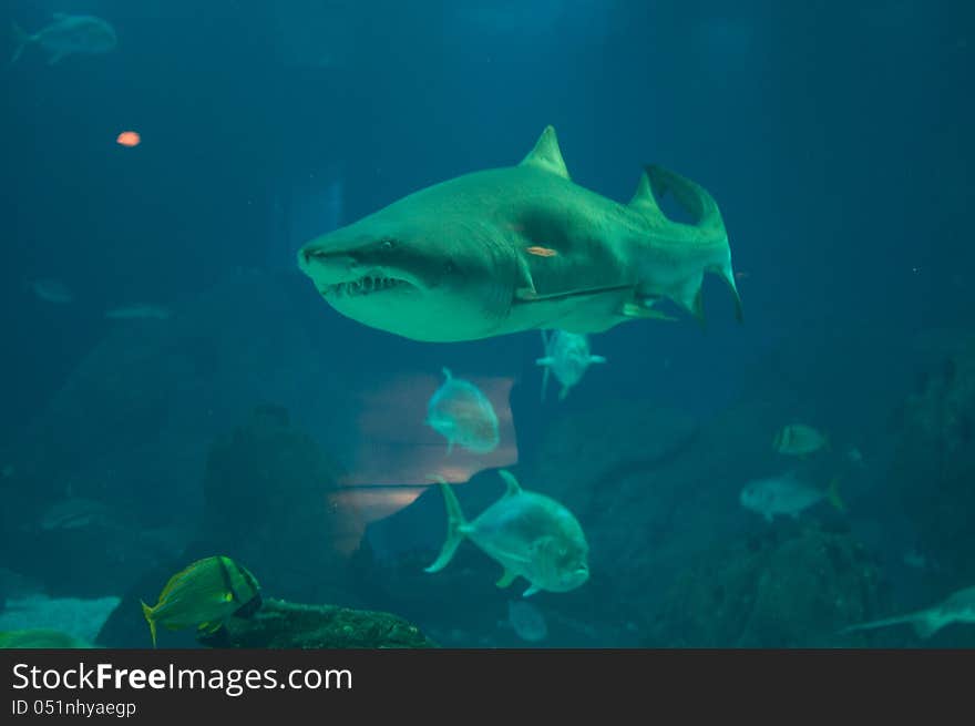 Marine life - Shark and different species of fish in aquarium. Taken in Lisbon oceanario.