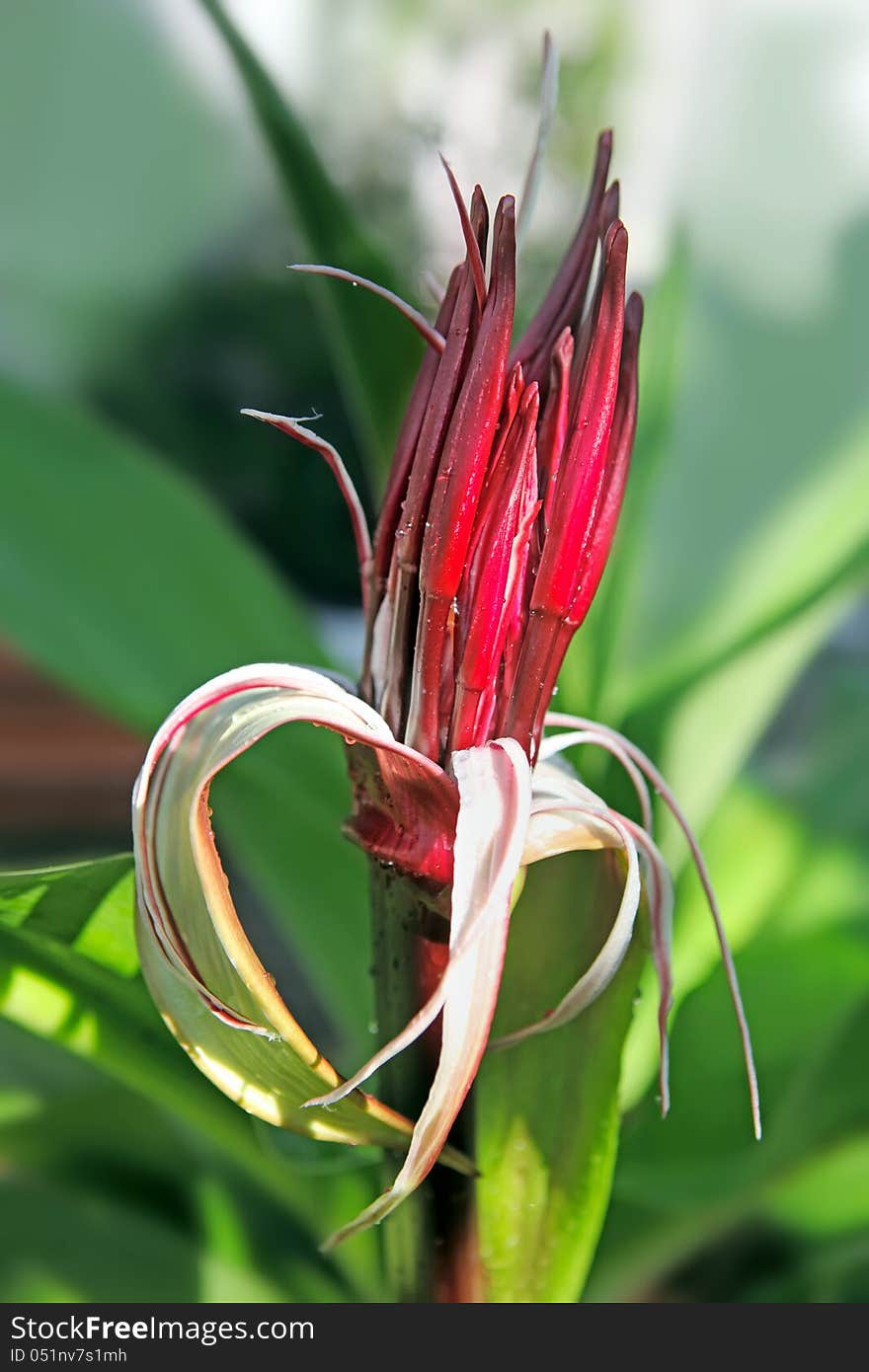 Spider lilies, or Crinum flower