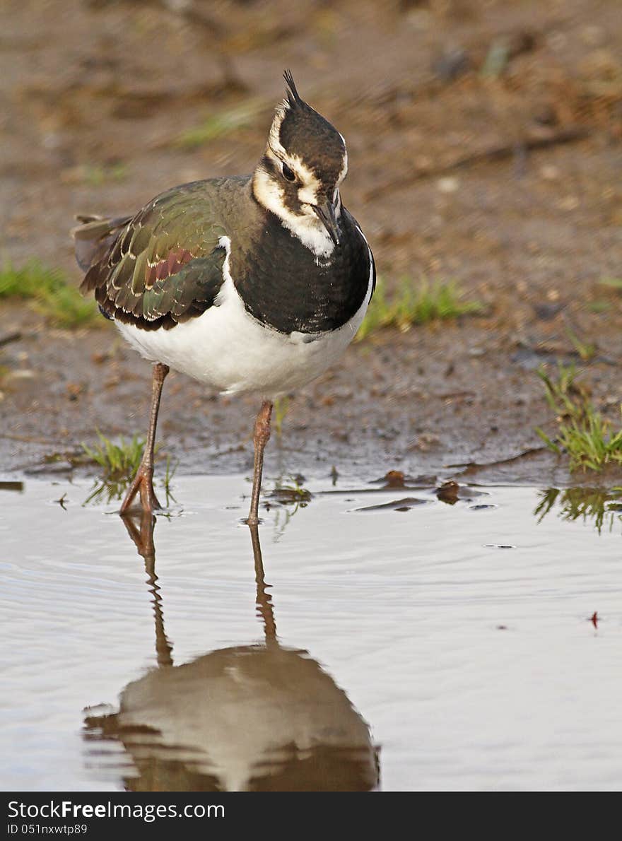 Northern Lapwing