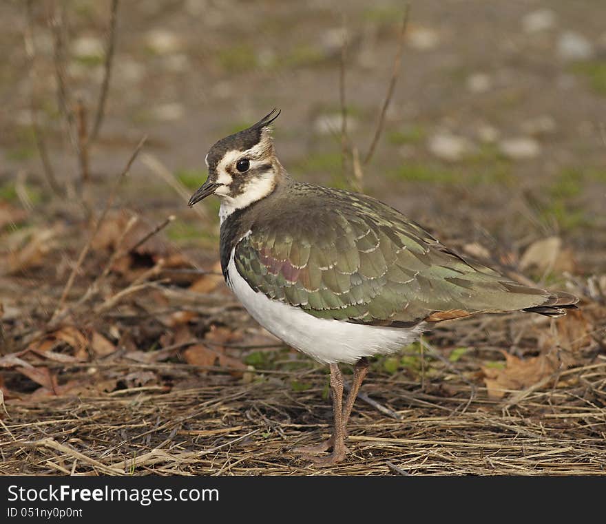 This Northern Lapwing was seen at Bridgewater, Massachusetts, far from its home in Europe.