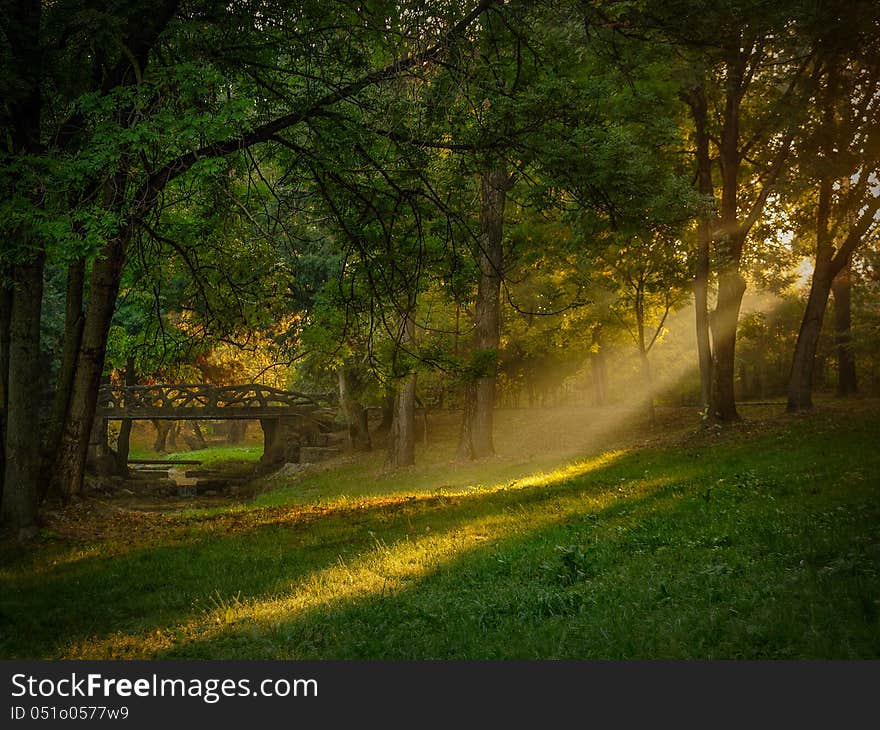 Beautiful grove in autumn time