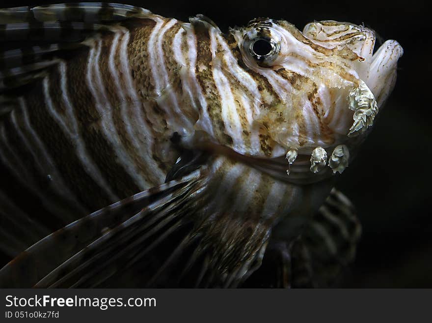 Pterois Antennata, commonly known as lionfish. One of the most dangerous and poisonous fishes.