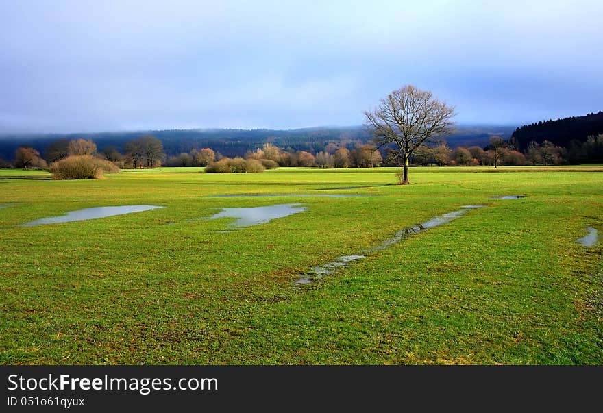 One tree on a green field. One tree on a green field