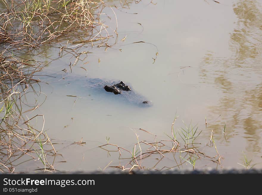 Crocodile In Water.