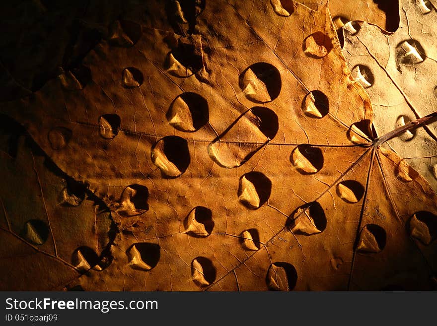 Closeup of water drops on brown autumn leaves. Nice background. Closeup of water drops on brown autumn leaves. Nice background