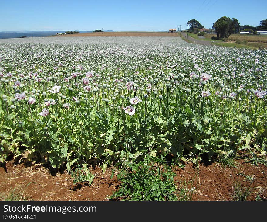 Pharmaceutical opium poppy field, Tasmania, Australia