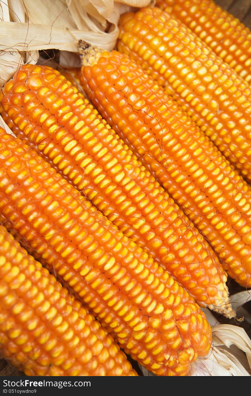 Close-up of some ripened corn