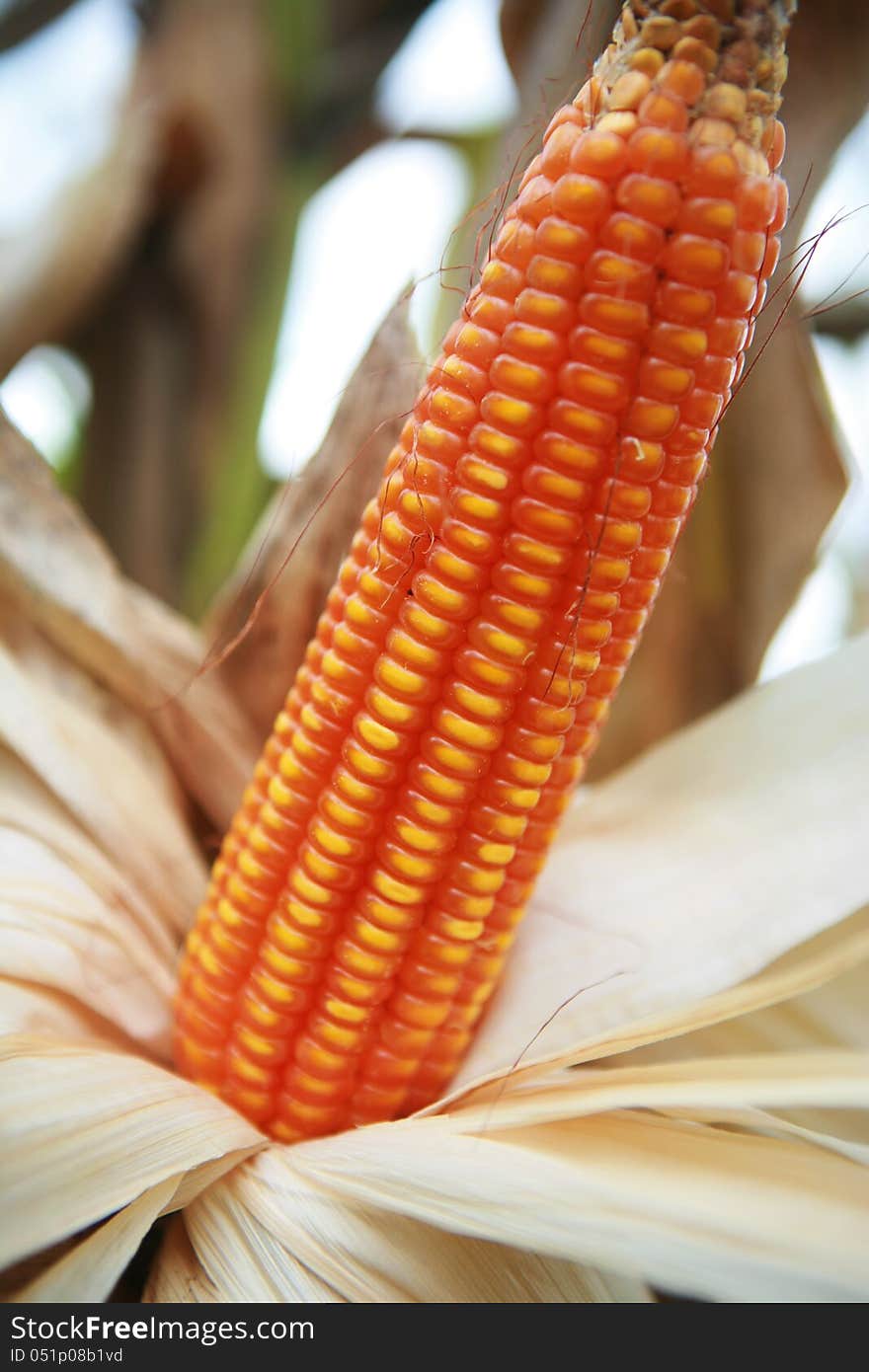 Close-up of a ripened corn