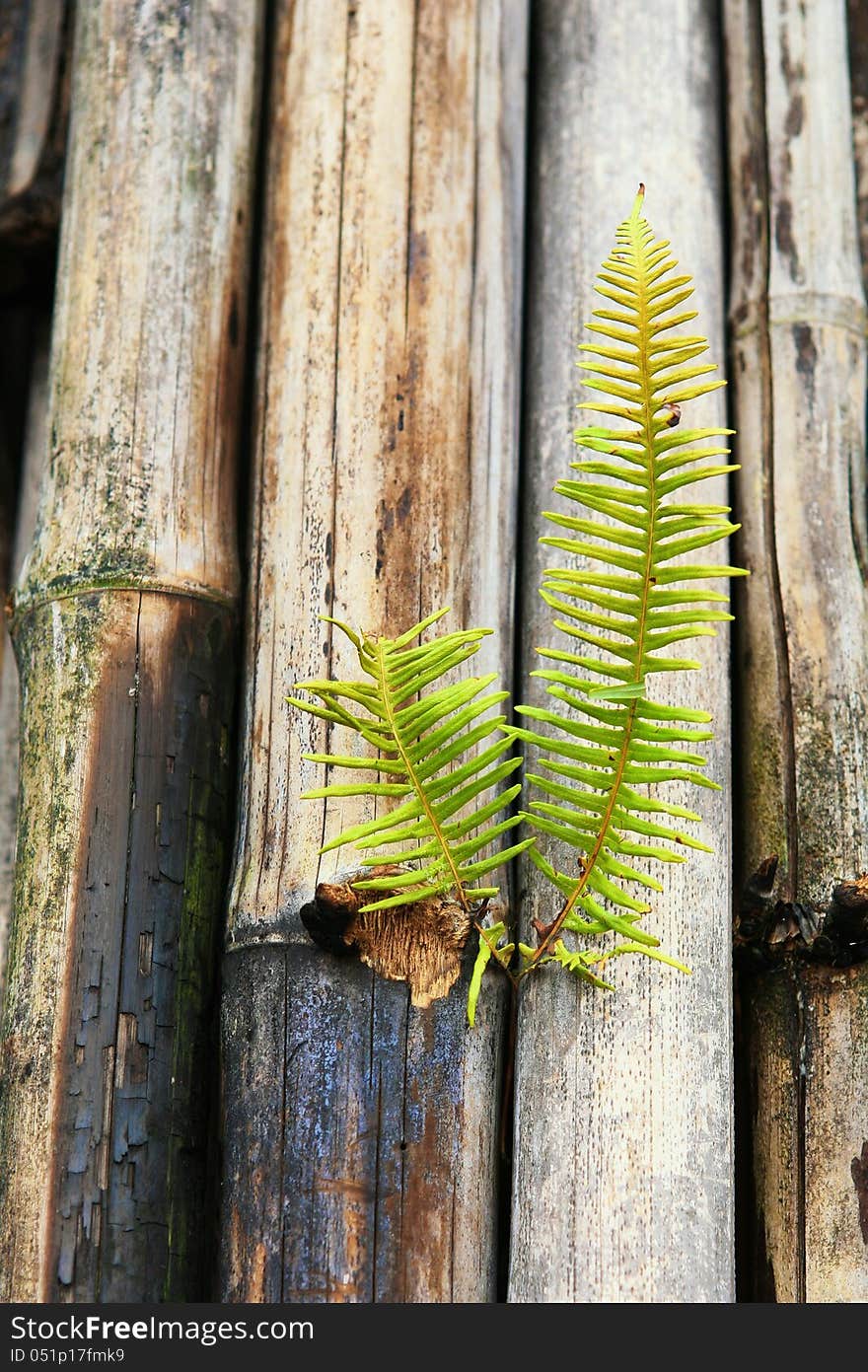 Green young plant grow in decaying bamboo. Green young plant grow in decaying bamboo