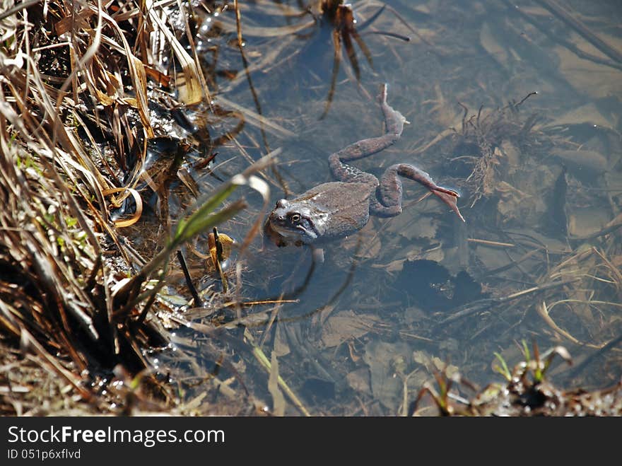 Spring frog.