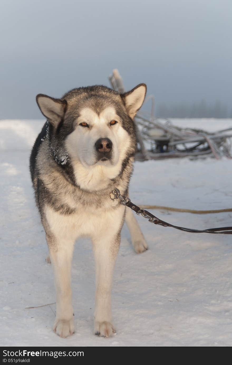 Alaskan malamute