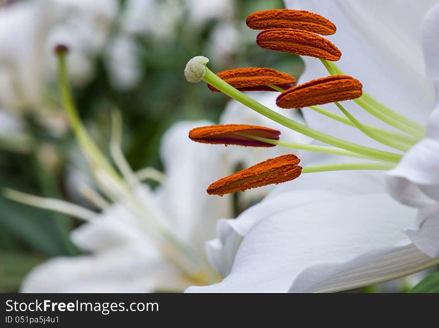 White lilly flower beautiful floral