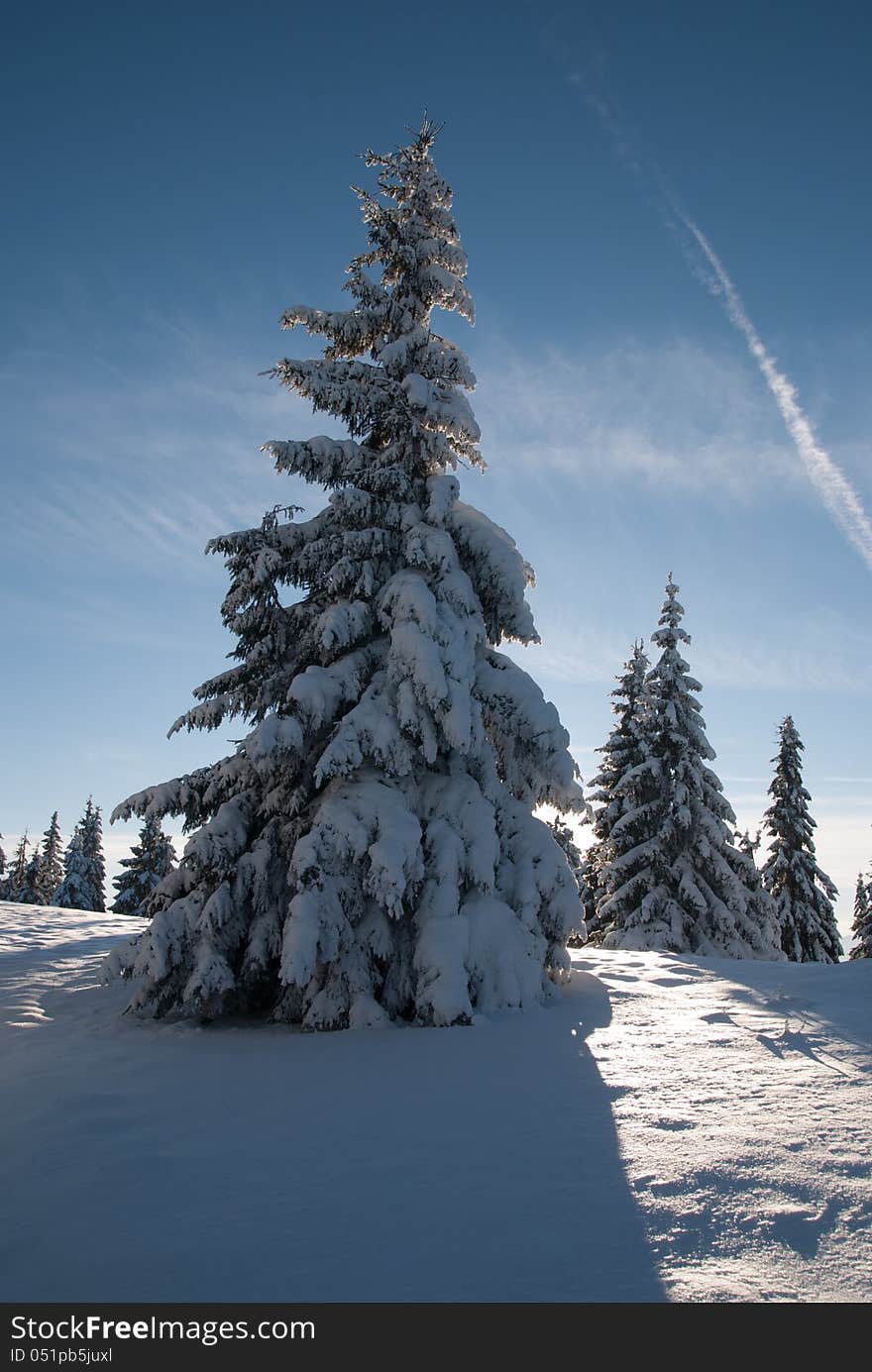 Winter landscape