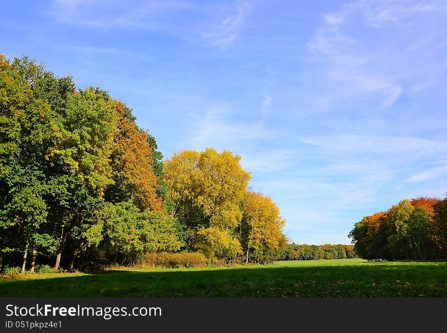 Nature landscape with trees and a meadow in a forest clearing. Nature landscape with trees and a meadow in a forest clearing