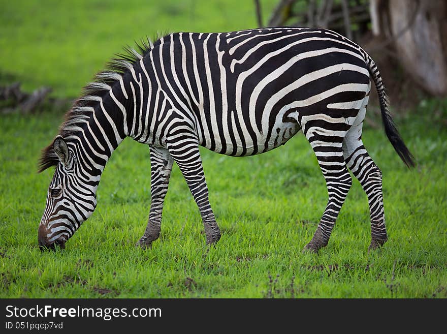 Zebra Grazing