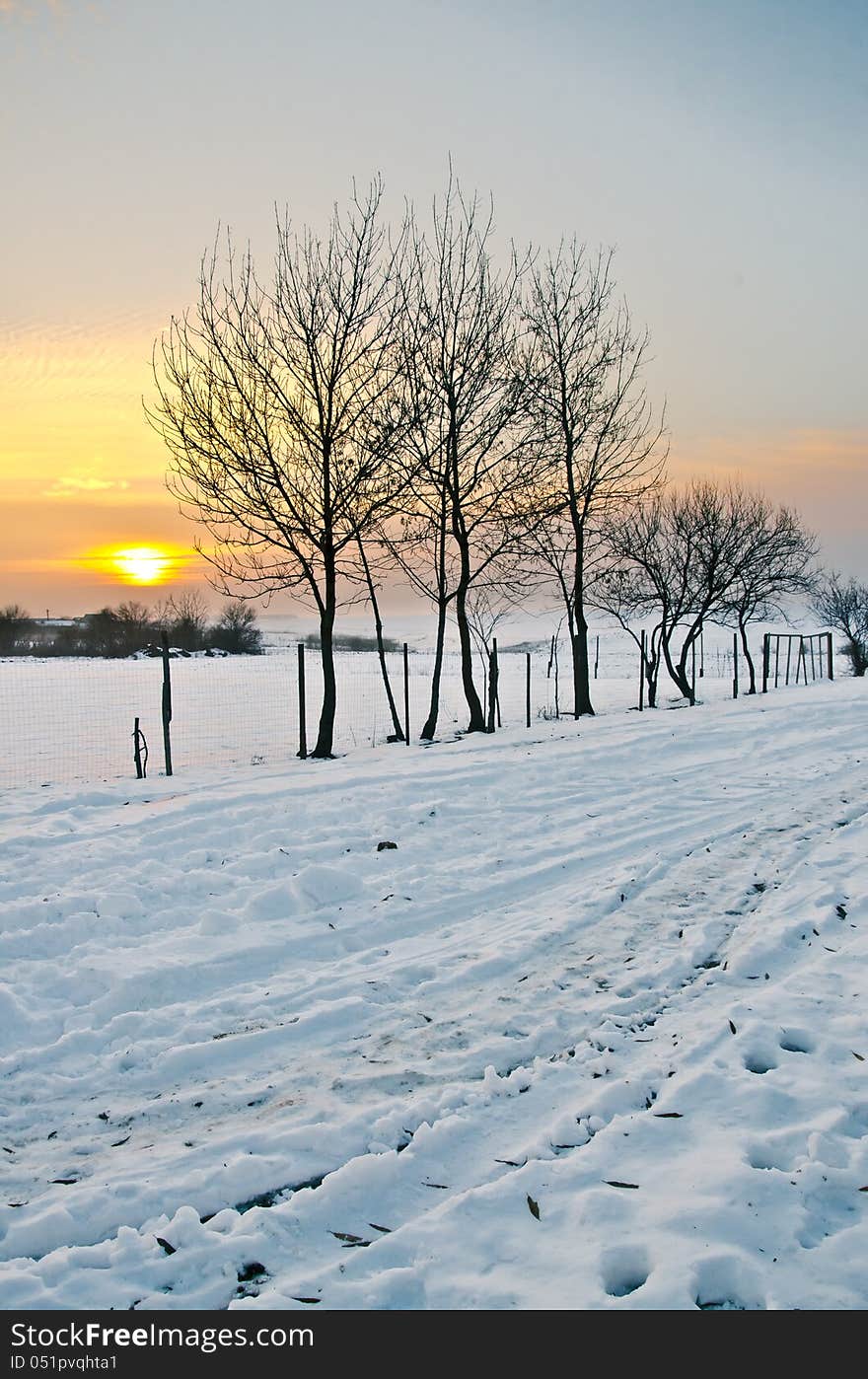 Trees At Sunset