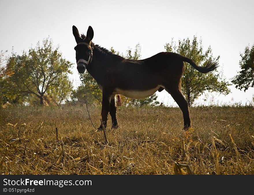 Donkey On Field