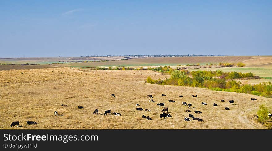 Herd of cows grazing on field