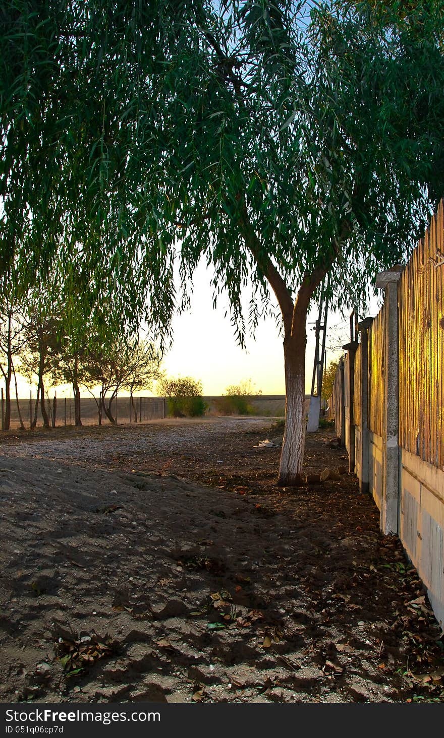 Willow at sunset