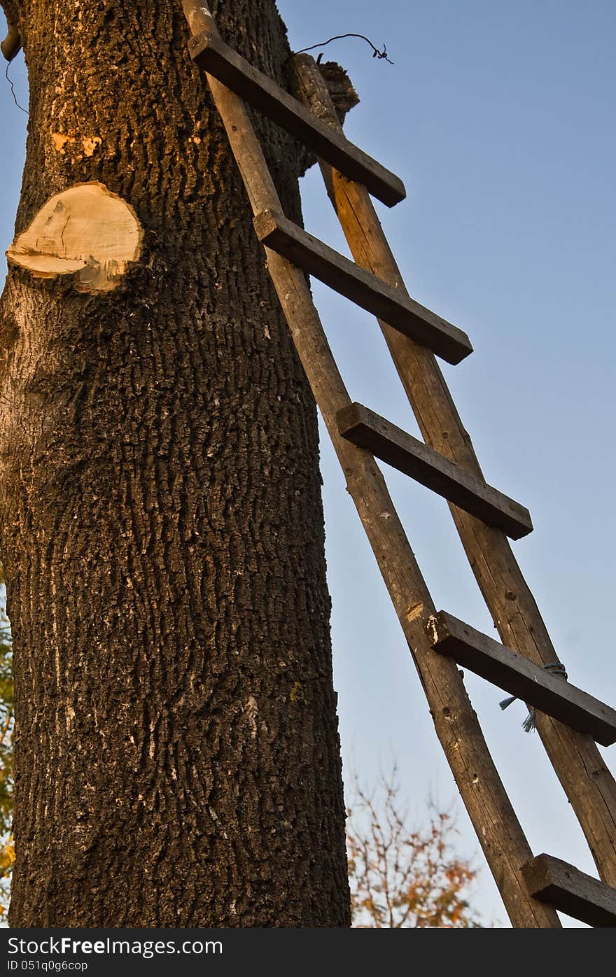 Ladder on a tree