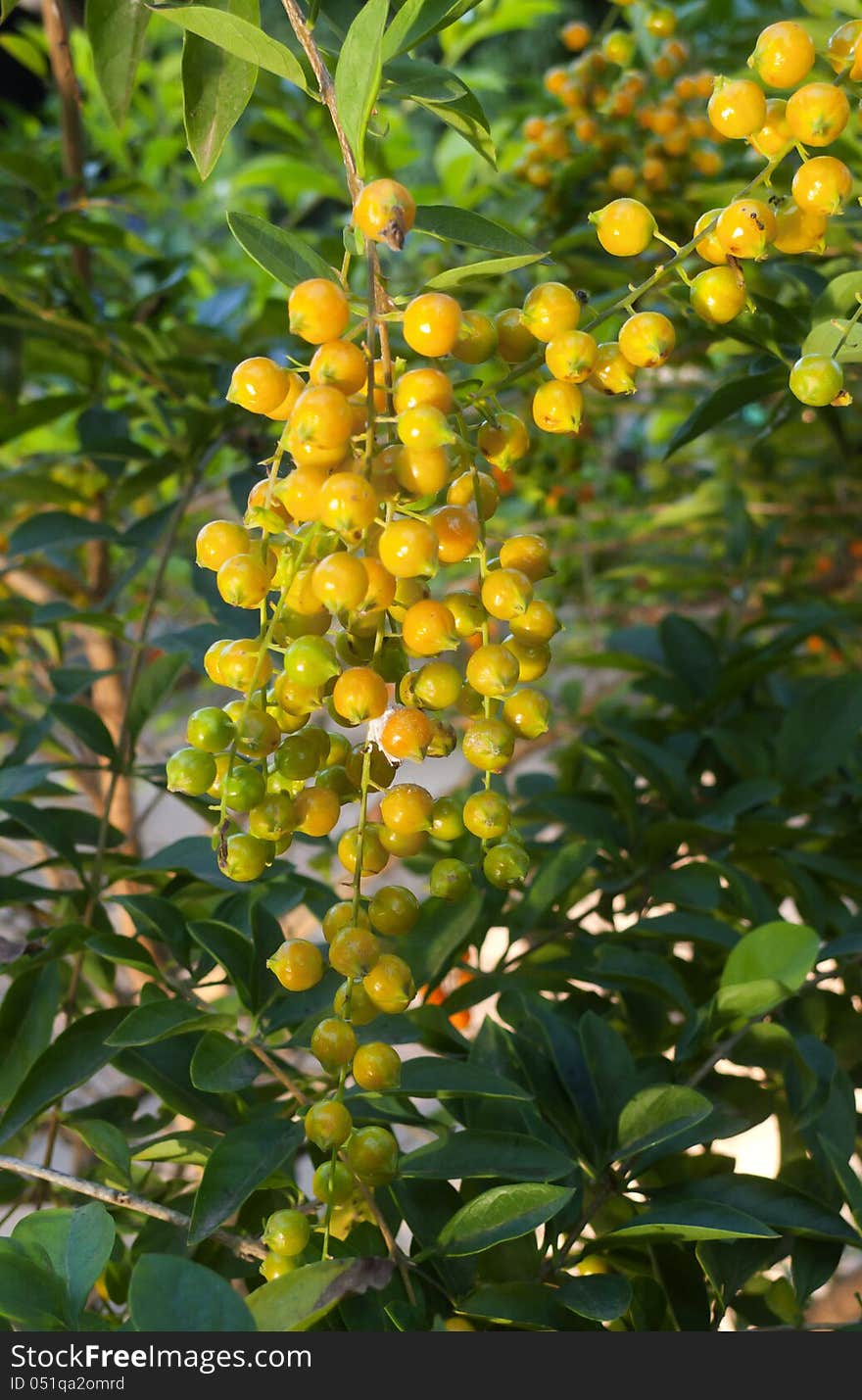 Yellow-golden Berry Fruit